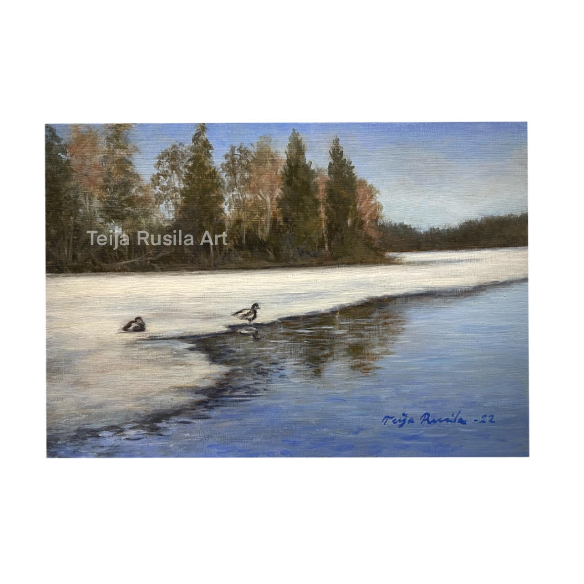 Teija Rusila Art | Avoimen veden linnut